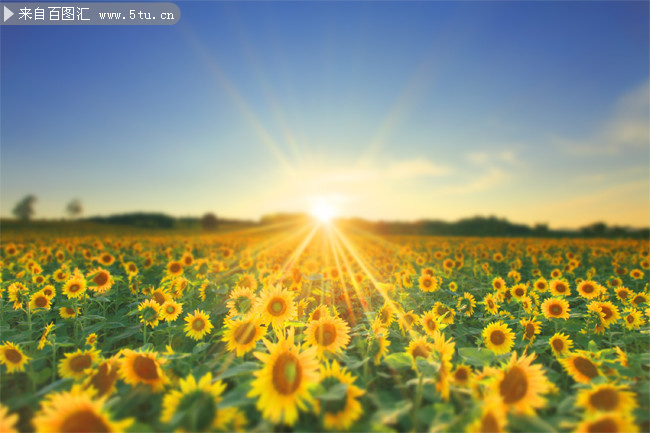 捕捉金色时光 向日葵花海高清摄影素材集锦