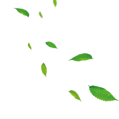 飘落的叶子 自然赋予的创作灵感